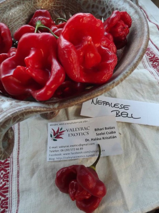 Nepáli harang - Csípős paprika ritkaságok az Egzotikus Növények Stúdiója kínálatában